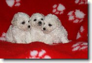Bichon á poil frisé, Bichon Frise