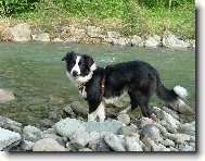 Border collie \(Dog standard\)