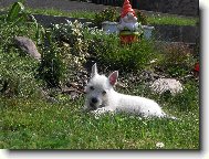 West Highland White Terrier