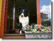 Border collie \(Dog standard\)