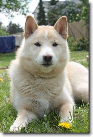 Shiba