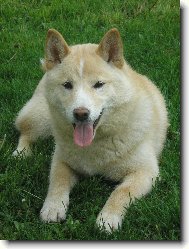 Shiba