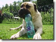 Bullmastiff