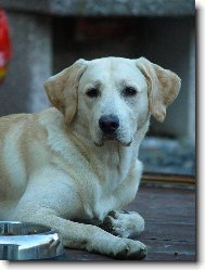 Labradorsk retrvr