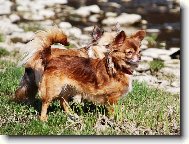 Chihuahua
