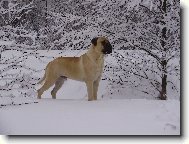 Bullmastiff