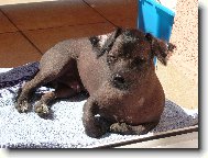 Chinese crested dog \(Dog standard\)