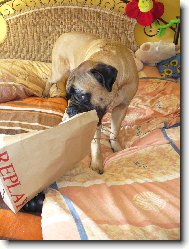 Bullmastiff