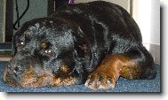 Rottweiler \(Dog standard\)
