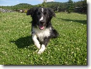 Border collie \(Dog standard\)