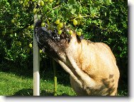 Bullmastiff
