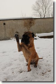 Bullmastiff