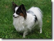 Papillon