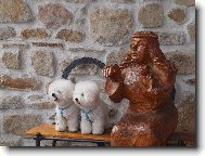 Bichon á poil frisé, Bichon Frise