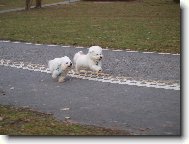 Bichon á poil frisé, Bichon Frise