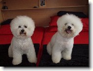 Bichon á poil frisé, Bichon Frise