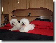 Bichon á poil frisé, Bichon Frise