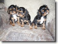 King charles spaniel \(Dog standard\)