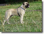 Bullmastiff