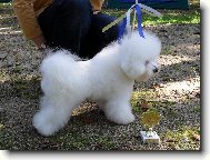 Bichon á poil frisé, Bichon Frise