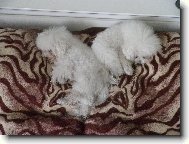 Bichon á poil frisé, Bichon Frise