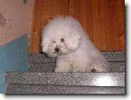 Bichon á poil frisé, Bichon Frise