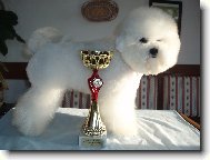 Bichon á poil frisé, Bichon Frise
