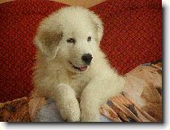 Pyrenean mountain dog