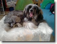 Chinese crested dog \(Dog standard\)