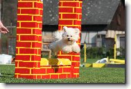 Bichon á poil frisé, Bichon Frise