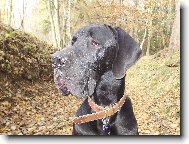 Deutsche Dogge