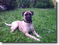 Bullmastiff