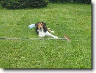 Beagle