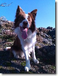 Border collie \(Dog standard\)