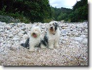 Bobtail