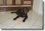 Labradorsk retrvr