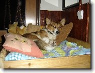 Pembrok Welsh Corgi