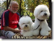 Bichon  poil fris, Bichon Frise