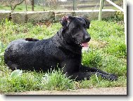 Retriever