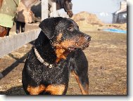 Rottweiler \(Dog standard\)