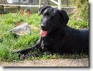 Retriever