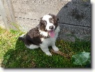 Border collie \(Dog standard\)