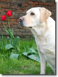 Labradorsk retrvr