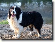 Border collie \(Dog standard\)