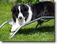 Border collie \(Dog standard\)