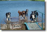 Border collie \(Dog standard\)