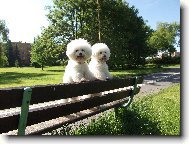 Bichon poil fris, Bichon Frise