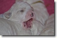 Bichon poil fris, Bichon Frise