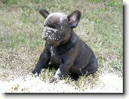 Bouledogue francais, French Bulldog