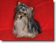 Biewer Yorkies